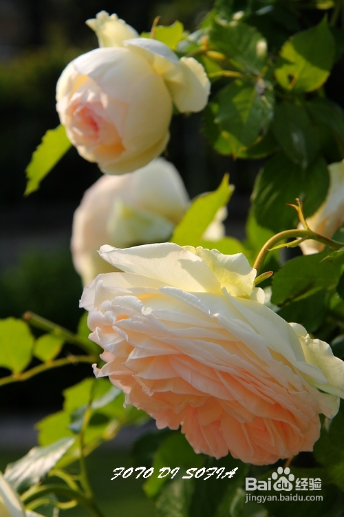 [转载]攀上梦的边缘开放