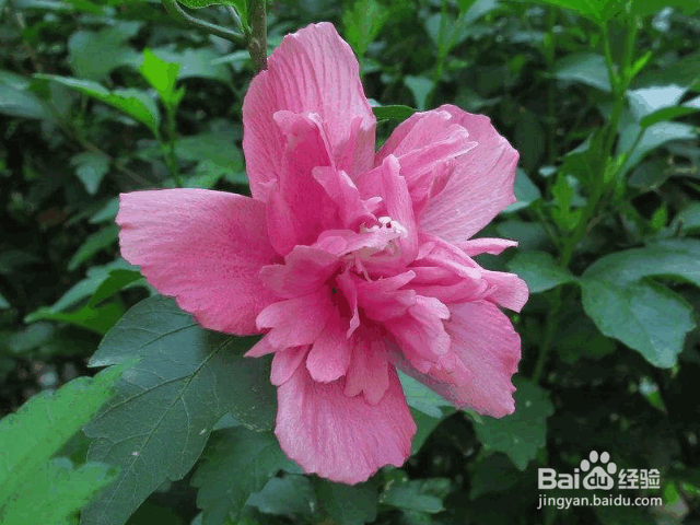 木槿花的种植方法及价值