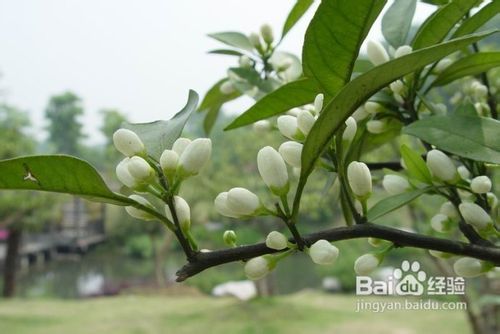 13种别墅园林景观设计所需要的植物