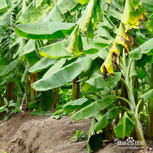 香蕉栽培方法有哪些?