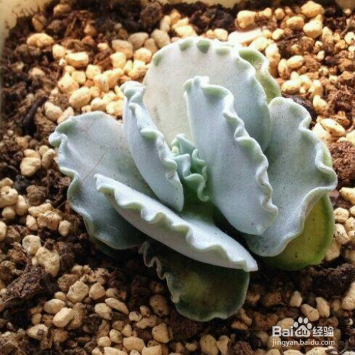 银波锦的养殖方法和注意事项