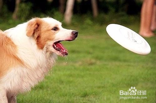 如何训练小狗听话?