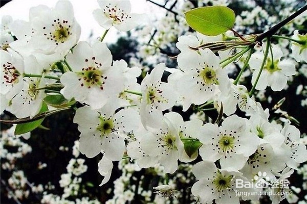 重庆赏花地图最全攻略必收藏-莫辜负这大好春光