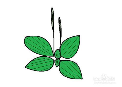 怎么简单画车前草
