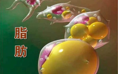 吃什么食物有助分解脂肪