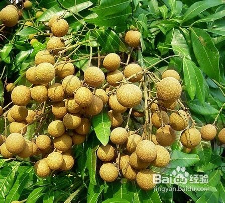 吃什么可以预防疾病，季节交替吃什么