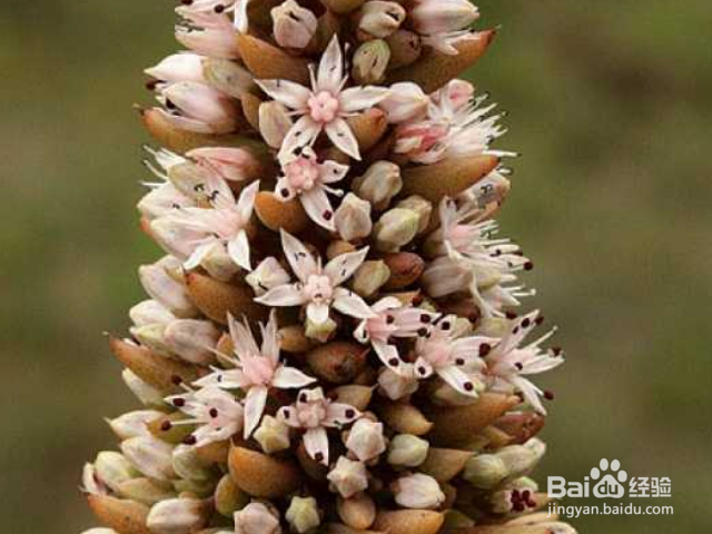 塔花瓦松如何种植?