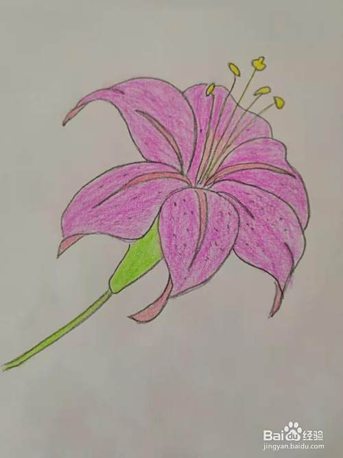 如何画百合花简笔画 百度经验 如何画百合花简笔画 百度经验