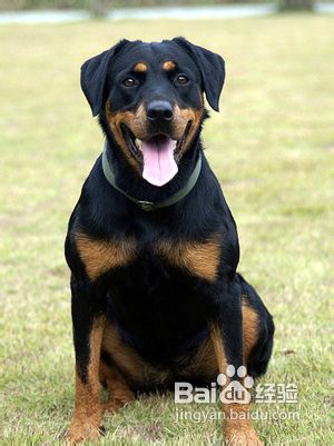 罗威纳犬多少钱