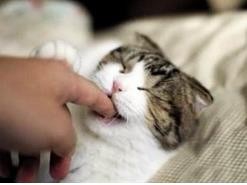 猫咪喜欢咬人的原因及解决方法