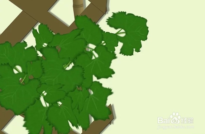 连栋大棚如何种植葡萄