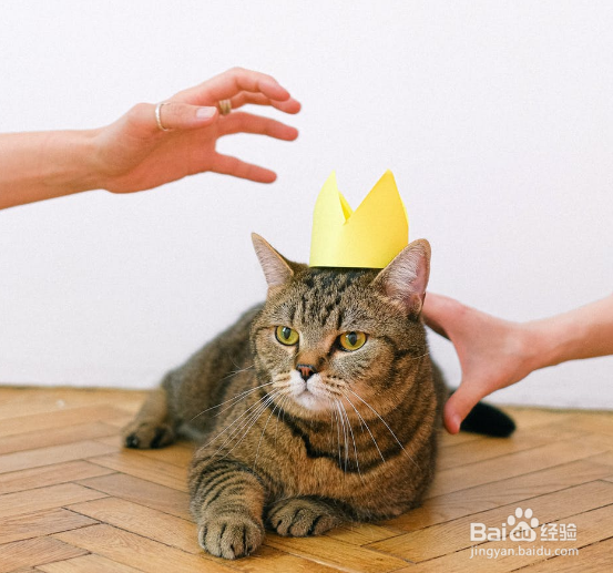 上班族怎么养猫?