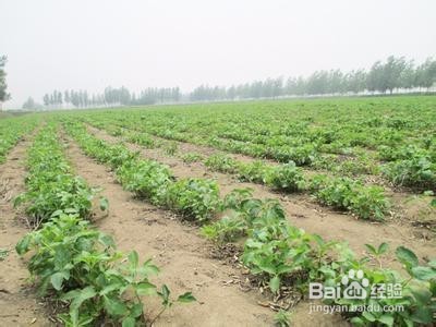 白芷的种植方法