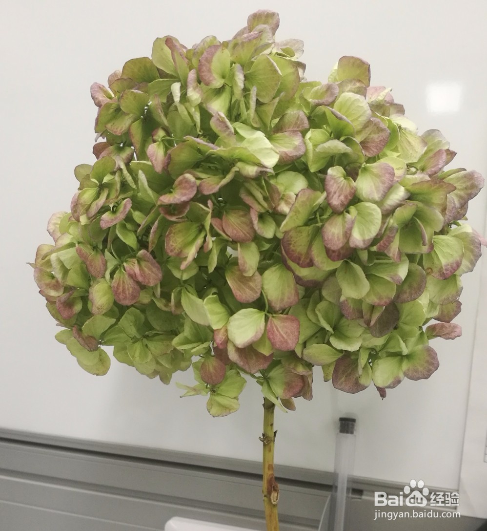 如何在办公室制作干花