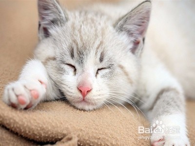 如何梳理宠物猫的毛发?