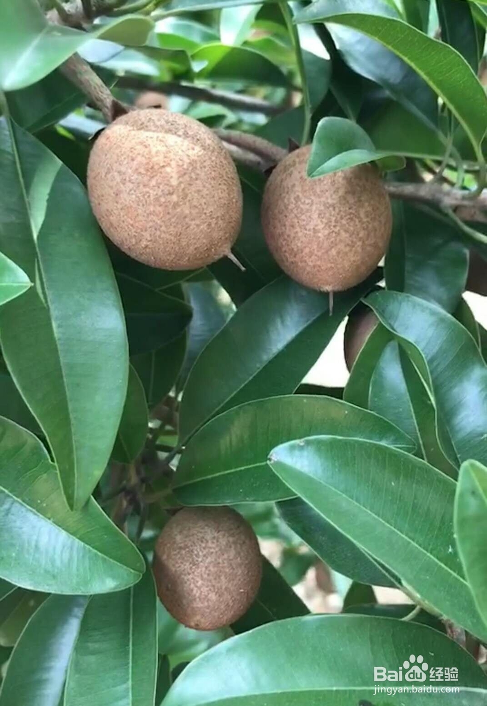 低卡食物可以解决下肢肥胖臀部腿部脂肪大量堆积