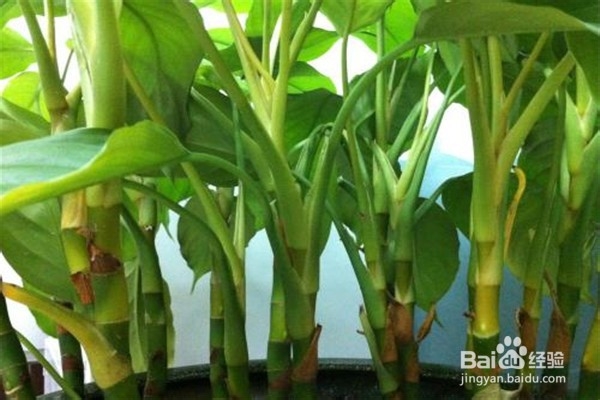 万年青的注意事项和养殖方法？