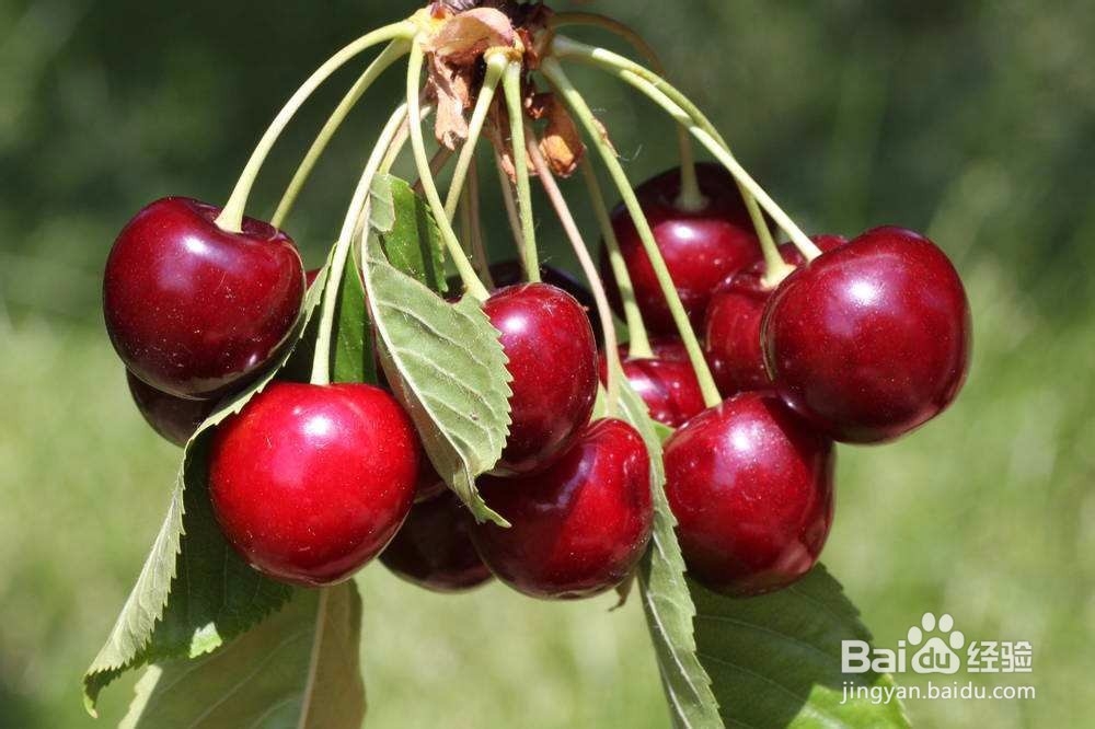 夏季孕妇吃什么水果比较好