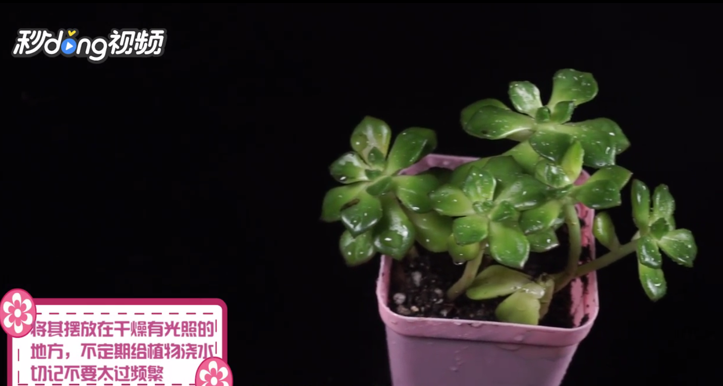 多肉怎么养成老桩