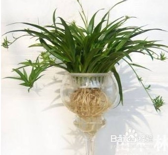 新房怎么除异味