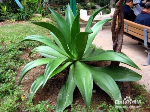 龙舌兰的养殖和注意事项