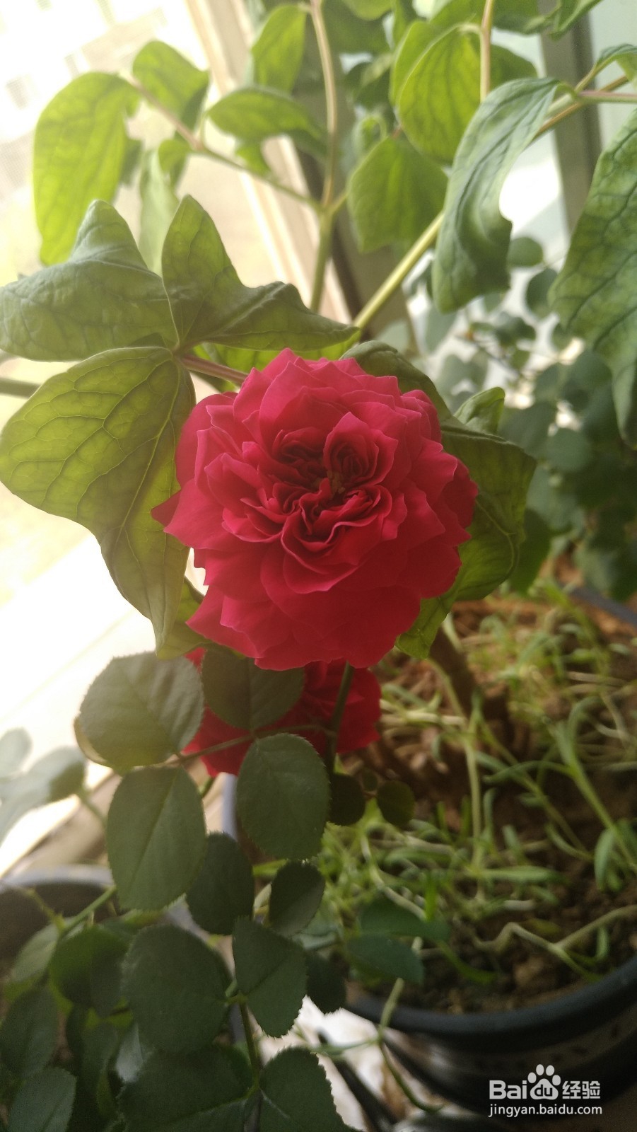 阳台月季室内月季怎么养才能开花