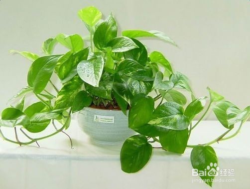 不宜放的家里面的植物