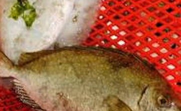 如何挑选新鲜的鱼呢?