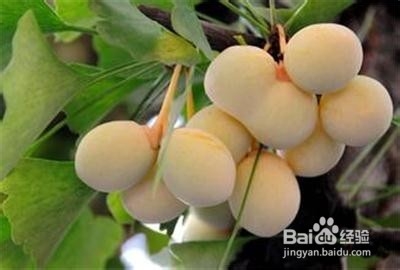 适合秋季养生食用的粥3