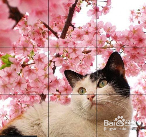 简单六招教你拍好宠物