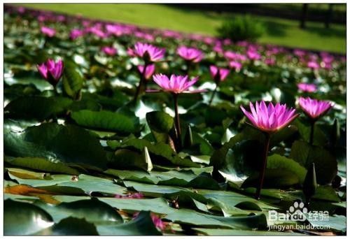 水芙蓉的养殖方法和注意事项 百度经验