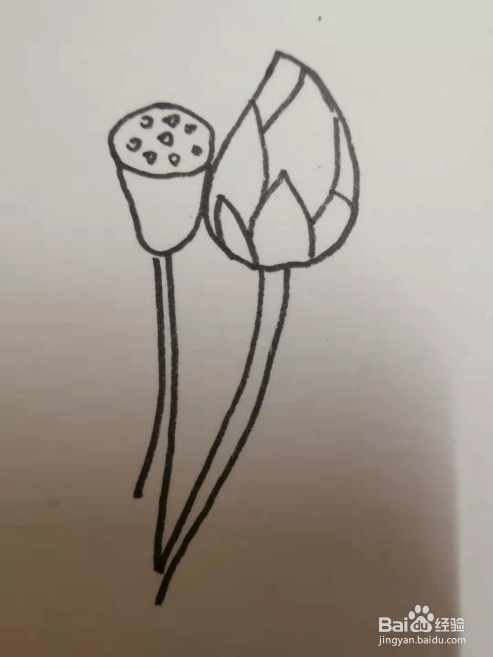 如何画荷花的速写