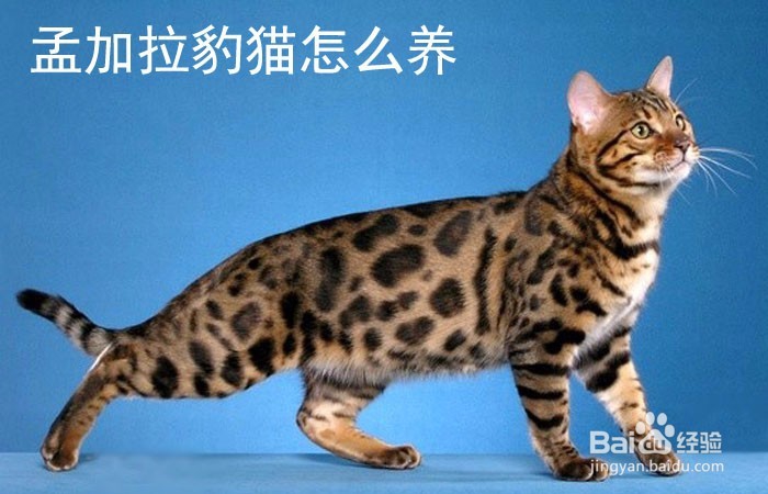 <b>孟加拉豹猫怎么养</b>