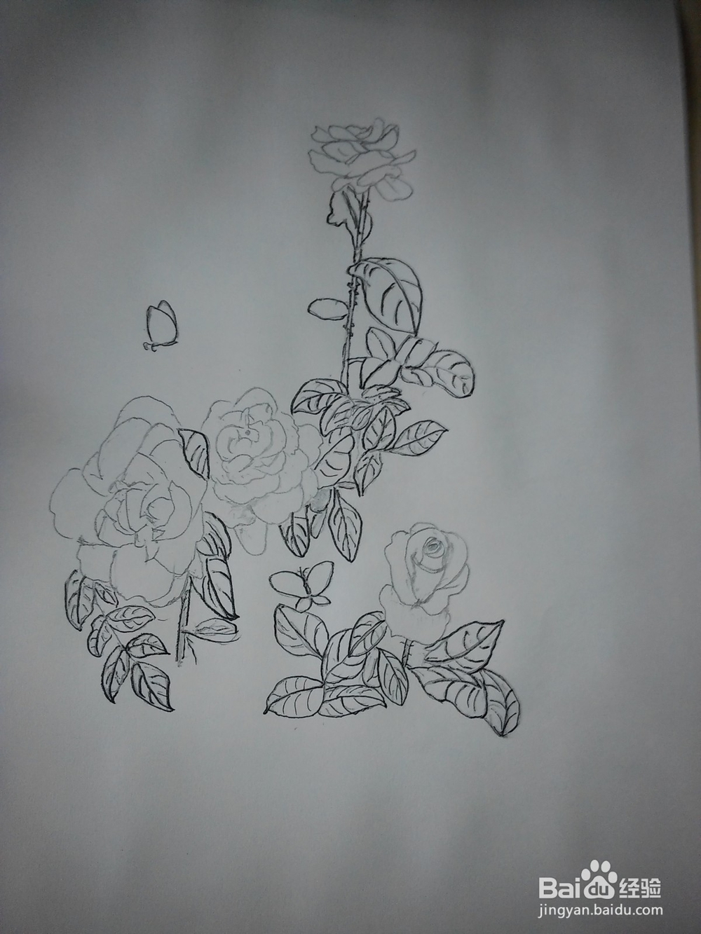 工笔玫瑰花的画法