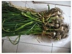 又到一年腌蒜时