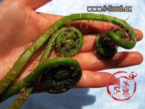 山野菜之二------凉拌水蕨菜