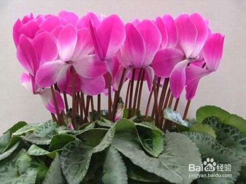 仙客来养殖方法和注意事项