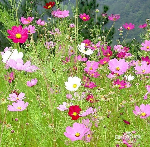 适合四月底五月初的盆栽的植物有哪些？