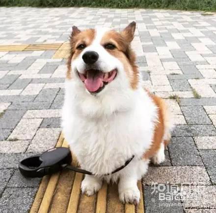 狗狗吃什么狗粮好