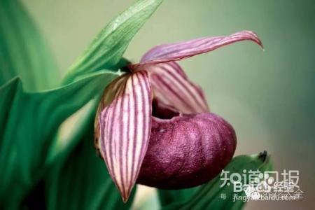 100种兰花品种图鉴，花开瞬间，艳冠群芳！