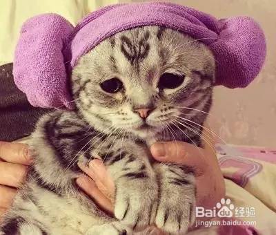 家庭和谐养猫,这些你都做对了吗?