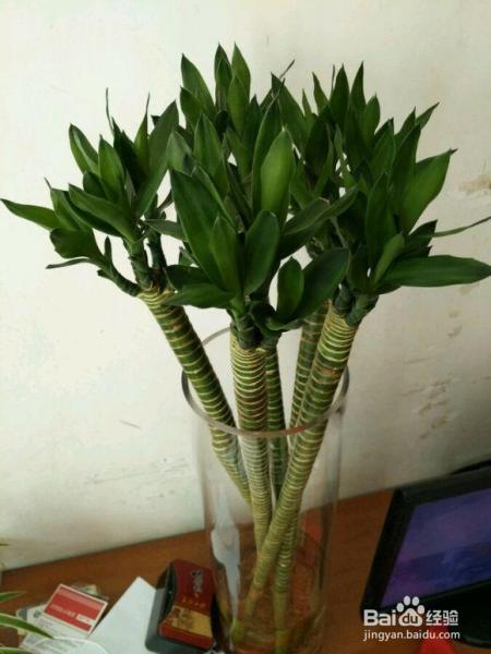 绿萝富贵竹,冬天养瓶里一丢,这样水培呼呼长根!