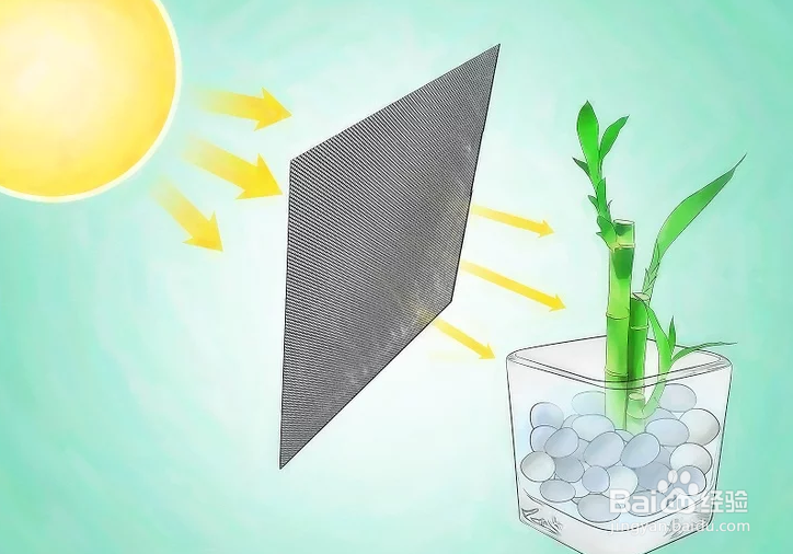 如何种植幸运竹