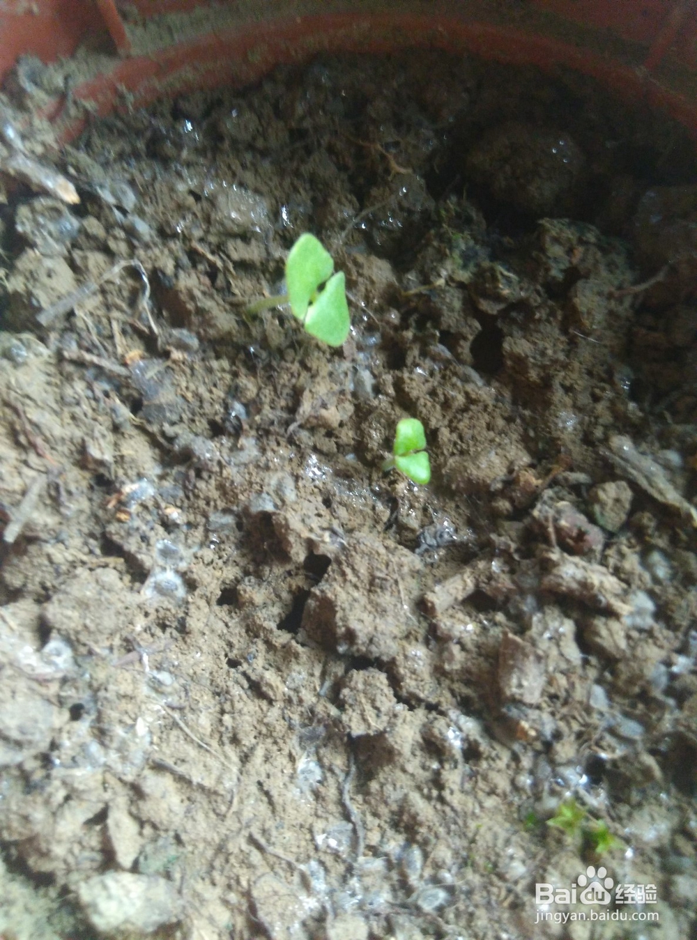 兰香子的种植妙用