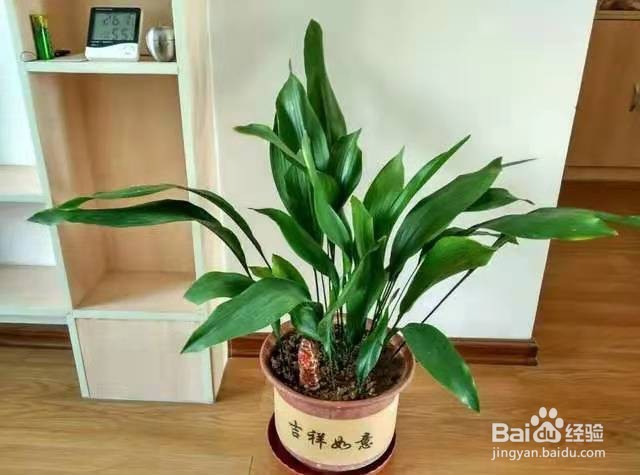 土壤板结不想换盆,可以试试这几种方法