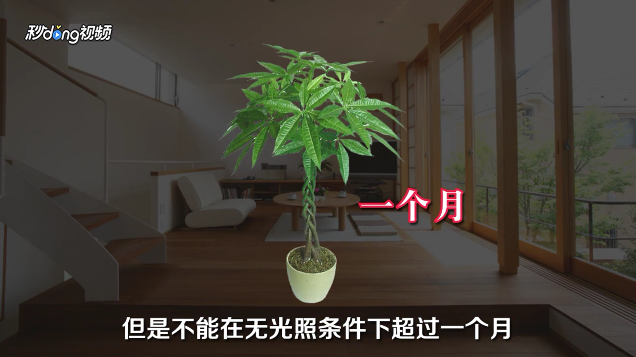 室内大型盆栽植物