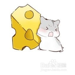 仓鼠受伤流血怎么办