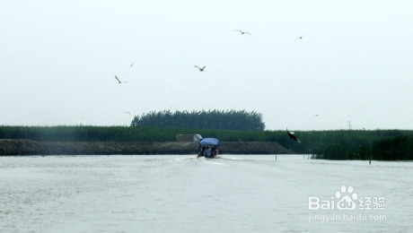 白洋淀一日游 荷花森林中飞翔