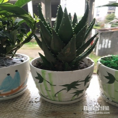 怎样养护芦荟