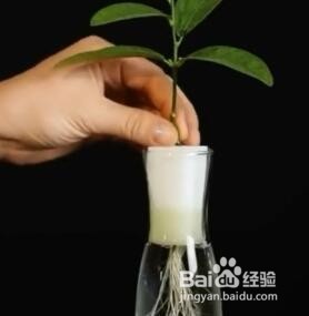 如何在家种植橘子